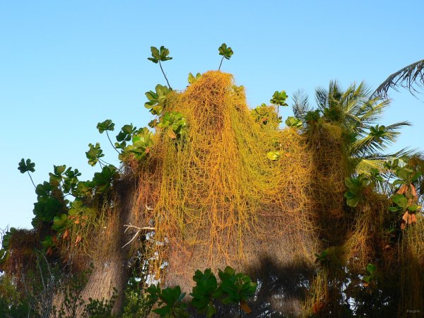 56- Rideaux de lianes sur la mangrove 